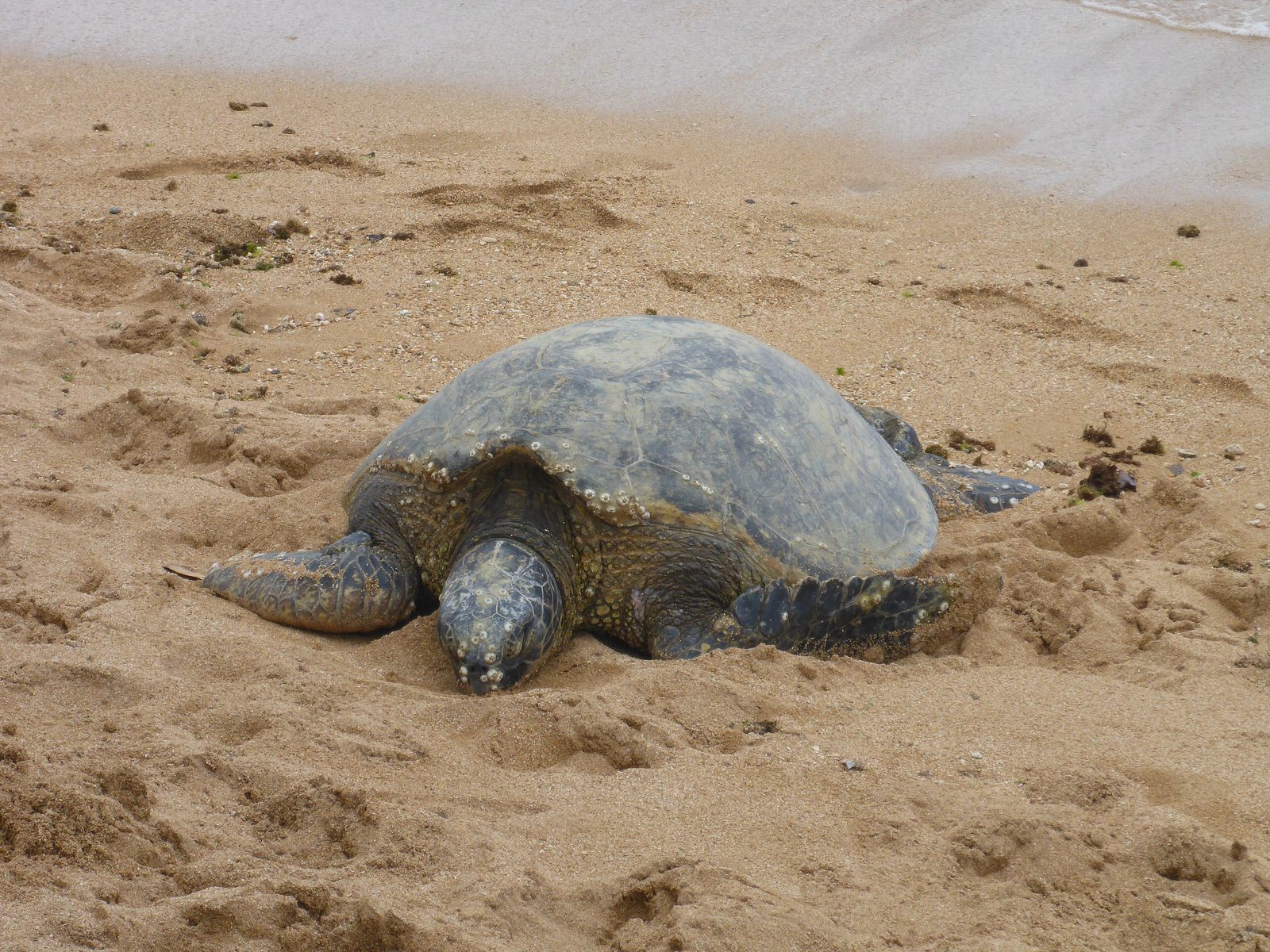 A green sea turtle, honu, over the reef