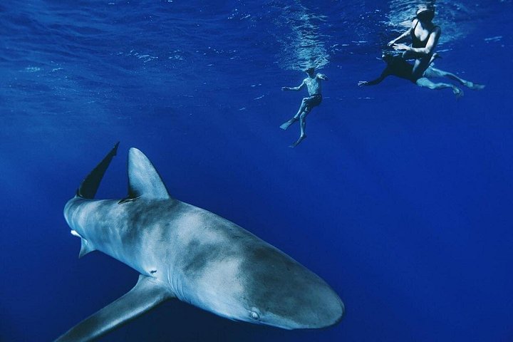 Pelagic Shark Dive Tour, photo 2 of 6
