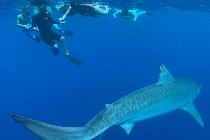Pelagic Shark Dive Tour, photo 6 of 6