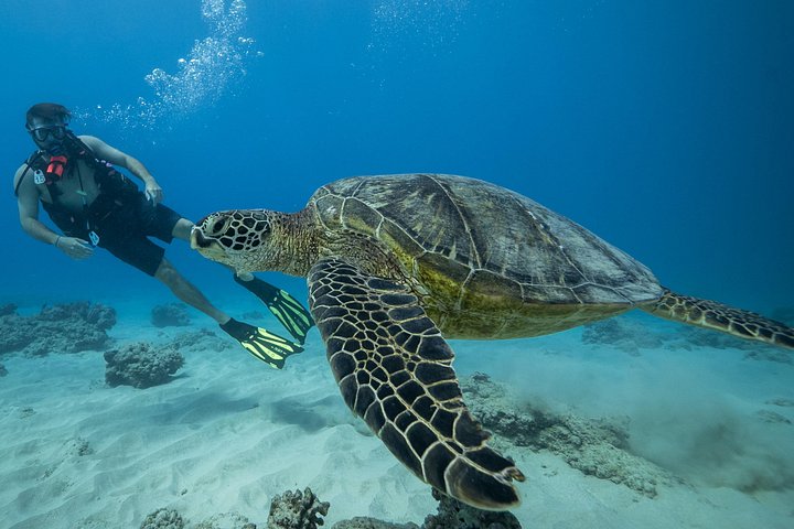 DISCOVER Scuba Diving Experience in Honolulu, photo 10 of 10
