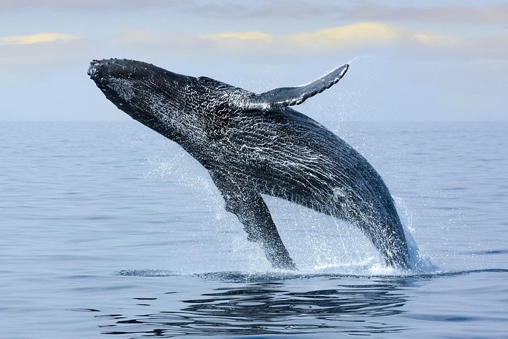 Waikiki Best Whale Watching in Honolulu: Whales Guaranteed, photo 4 of 10
