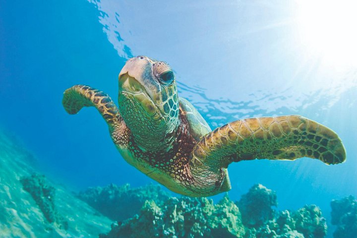 Ko Olina Dolphin Watch and Snorkel Sail with Lunch, photo 9 of 10