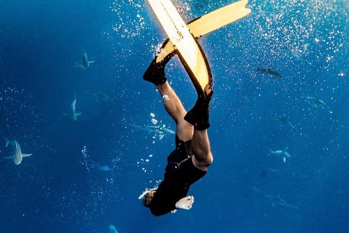 Oahu Open Water Shark Diving Experience, photo 3 of 10