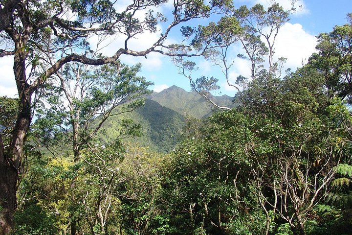 Oahu Volcanic Rainforest Hiking Adventure, photo 4 of 8