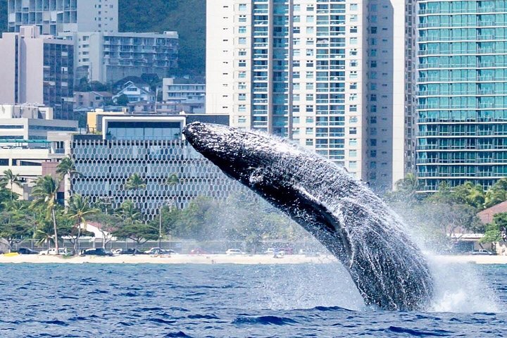 Waikiki Best Whale Watching in Honolulu: Whales Guaranteed, photo 7 of 10