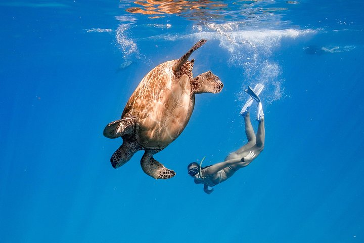 Turtle Canyon Snorkel: Semi Private Boat Tour, photo 2 of 10
