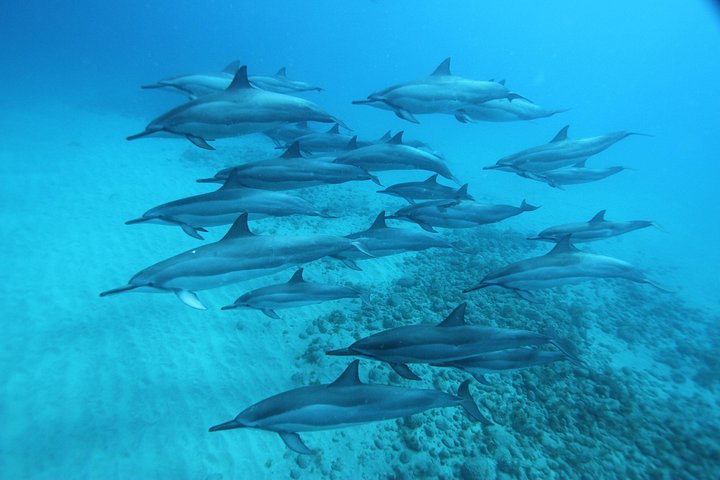 Oahu: Swim with Dolphins on the West Coast, photo 6 of 8