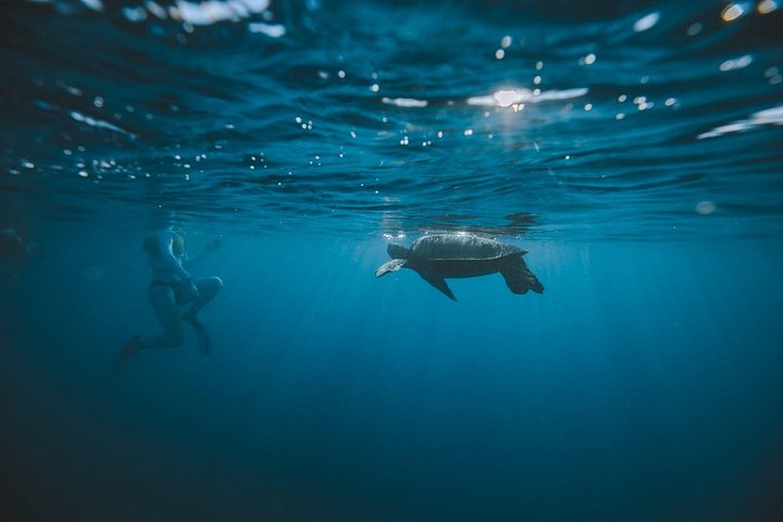Waikiki: Small Group Turtle Canyon Snorkel Boat Tour, photo 9 of 10