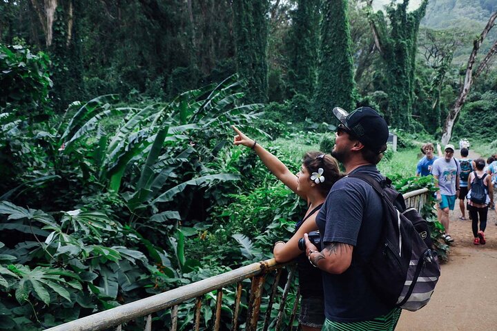 Manoa Waterfall Hike with Waikiki Pickup and Healthy Lunch, photo 4 of 10