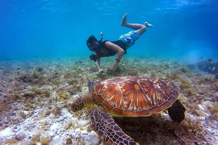 Waikiki 2-Hour Turtle Canyon Snorkeling Adventure, photo 5 of 10