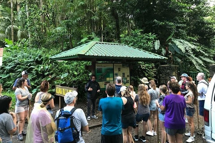 Oahu: Manoa Falls Rainforest Self-Guided Hike, photo 4 of 10