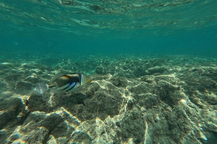 Hanauma Bay Guided Snorkeling Tour with Transportation, photo 8 of 10