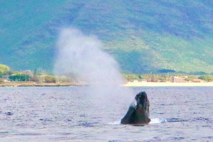 Oahu: Swim with Dolphins on the West Coast, photo 8 of 8