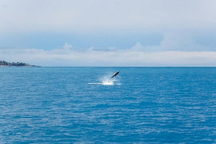 Swim With Dolphins and Turtles in West Oahu (Semi-Private Tours), photo 7 of 10