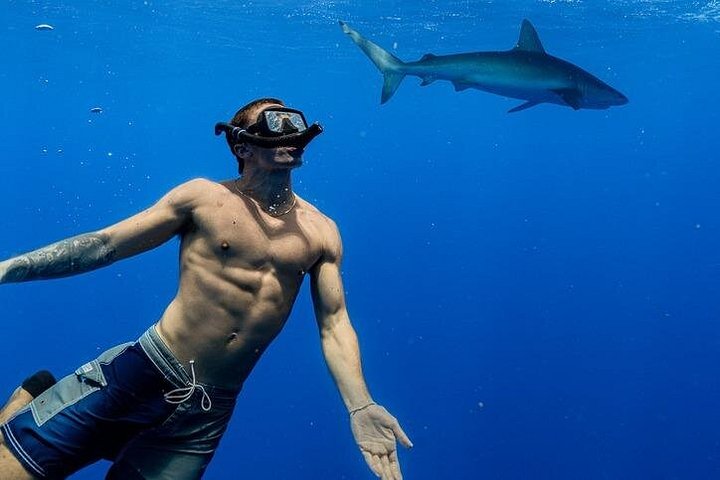 Shark-Dive Tour on Oahu's North Shore, photo 10 of 10