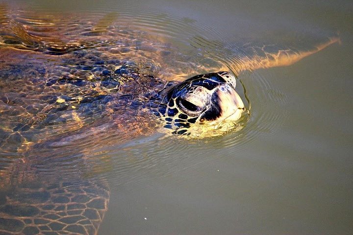 Group Stand Up Paddle Lesson and Tour, photo 9 of 10