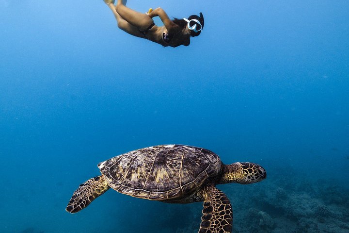 Waikiki Turtle Canyon Snorkel Turtles Guaranteed, photo 10 of 10