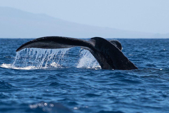 Waikiki Best Whale Watching in Honolulu: Whales Guaranteed, photo 5 of 10
