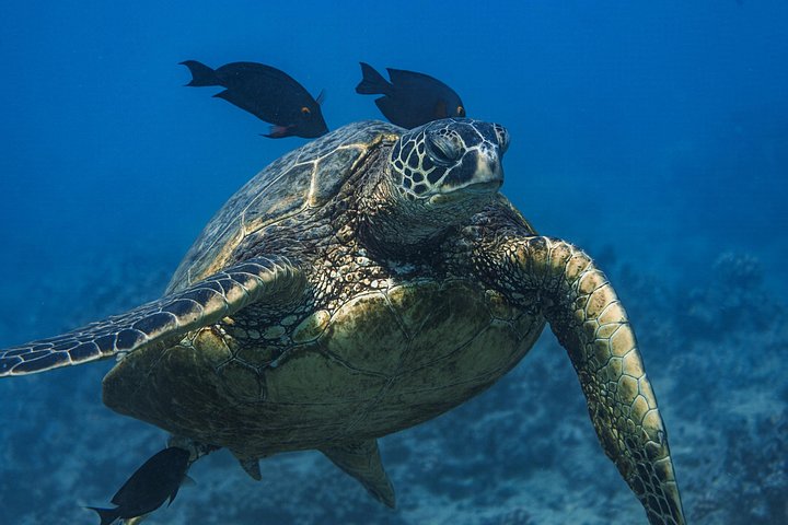 Moana Waikiki Grand Guided Turtle Snorkel and Sailing Adventure, photo 2 of 10