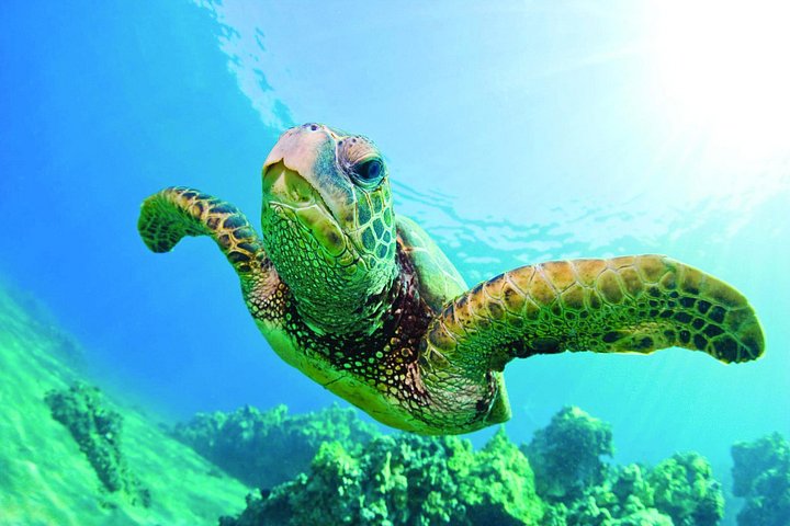 Waikiki Catamaran Snorkel with Lunch: Turtles Guaranteed, photo 4 of 10