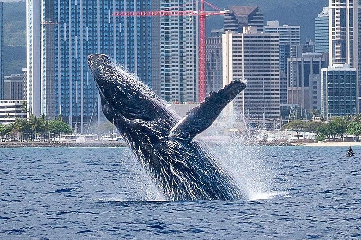 Waikiki Best Whale Watching in Honolulu: Whales Guaranteed, photo 3 of 10