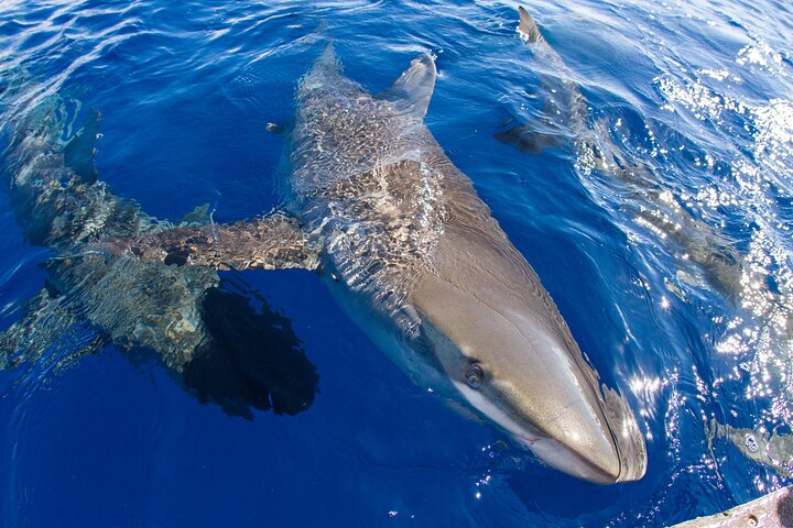 Oahu: North Shore Shark Cage Diving, photo 8 of 8