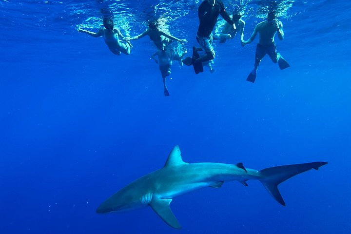 Oahu: Cage-Free Shark Swim on the North Shore, photo 5 of 7