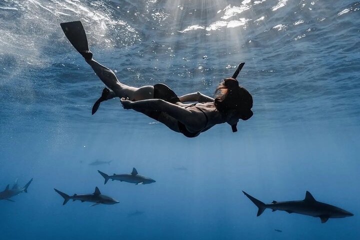 Open Water Shark Dive, photo 2 of 10