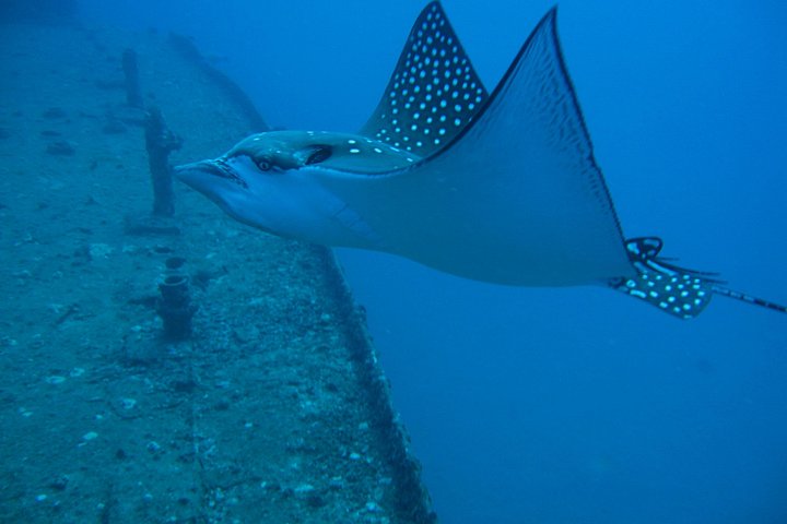 Waikiki 2-Tank Wreck Scuba Diving for Certified Divers, photo 5 of 10