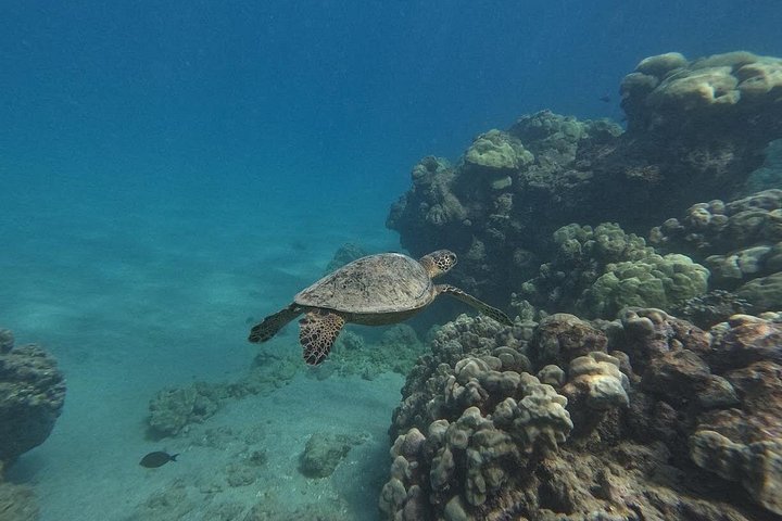 Hanauma Bay Guided Snorkeling Tour with Transportation, photo 5 of 10