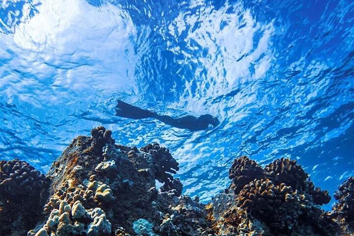 Moana Waikiki Grand Guided Turtle Snorkel and Sailing Adventure, photo 9 of 10