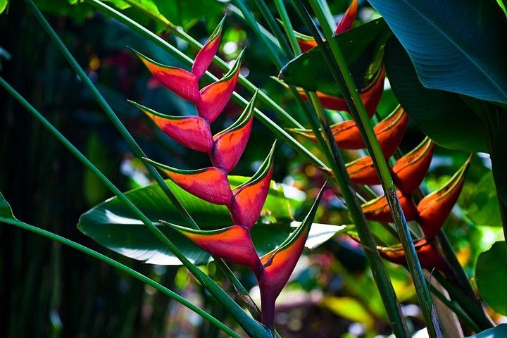 Manoa Waterfall Hike with Waikiki Pickup and Healthy Lunch, photo 6 of 10