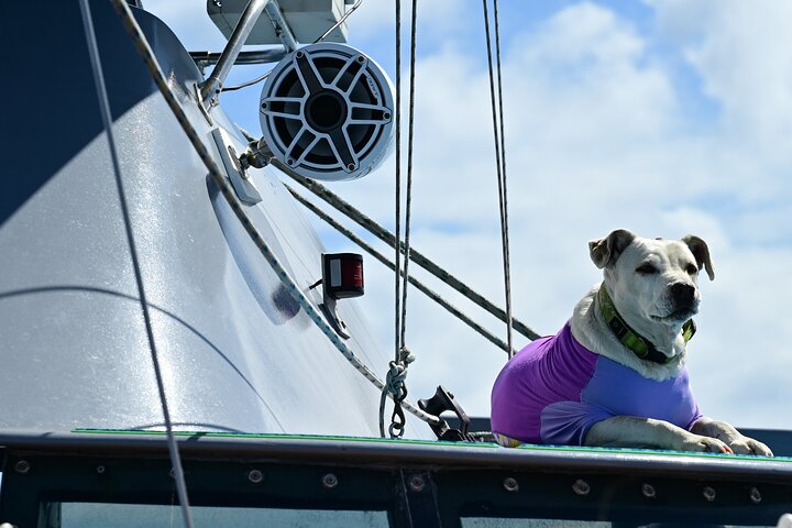 Waikiki Sunset Sail on a 40-Foot Catamaran: Food and BYOB, photo 9 of 10