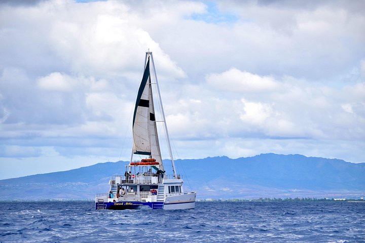 Waikiki: 2 Hour Whale Watching Cruise from Oahu, photo 9 of 10