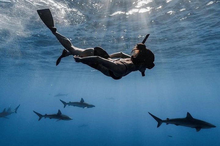 Private Shark Dive for up to 6 Guests, Oahu, photo 8 of 10