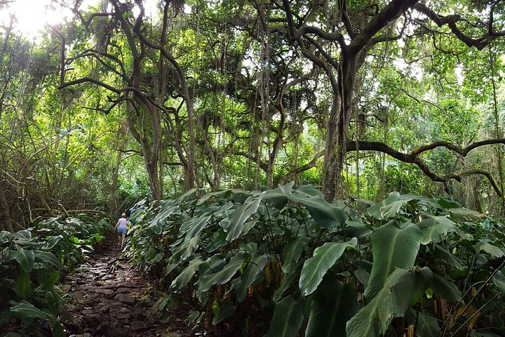 Oahu Hidden Waterfall Hike, photo 5 of 6