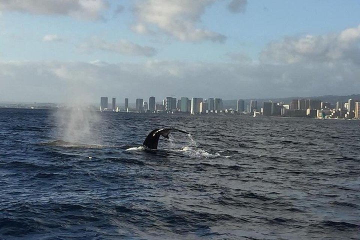 Waikiki: Sunset Whale Watch, Whales Guaranteed or Free Return, photo 4 of 10
