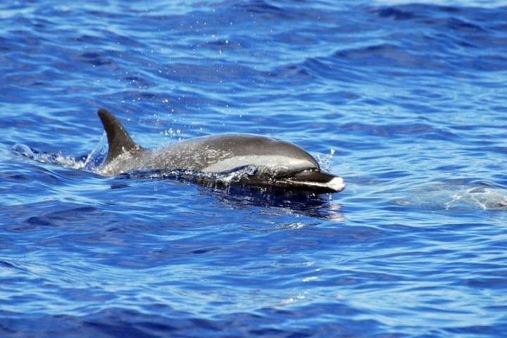 Wild Dolphin Watching and Snorkel Safari off the West Coast of Oahu, photo 7 of 10