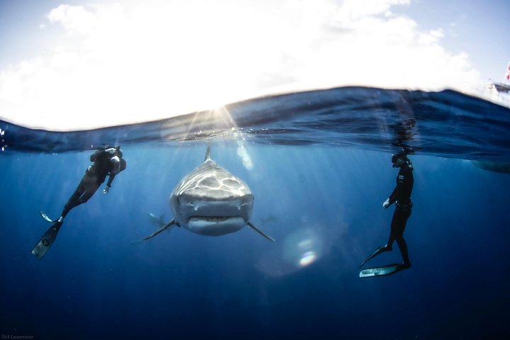 Open Water Shark Dive, photo 4 of 10