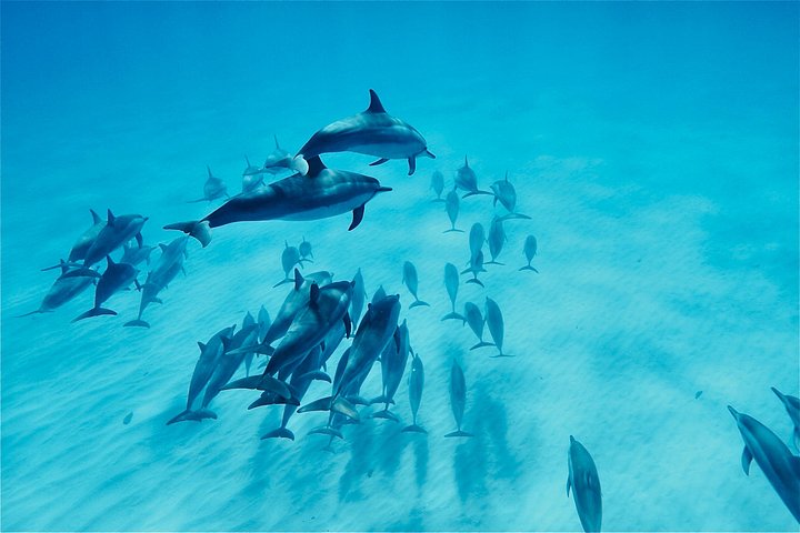 Oahu: Swim with Dolphins on the West Coast, photo 2 of 8