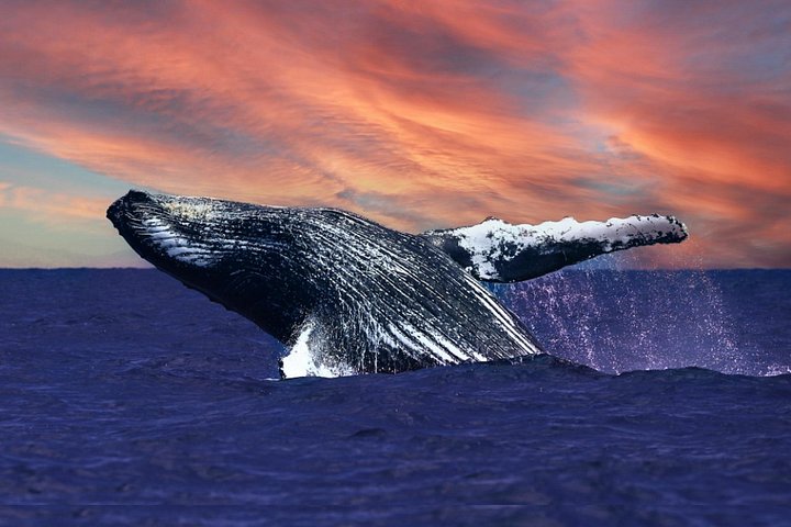 Waikiki 2-Hour Whale Watching with Guaranteed Sightings, photo 3 of 8