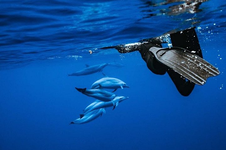 Swim with Dolphins Catamaran with Waterslide and Lunch on Oahu, photo 3 of 10