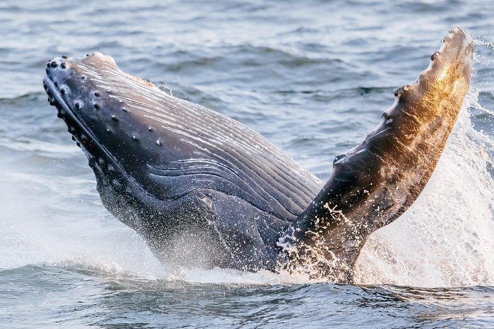 Waikiki: 2 Hour Whale Watching Cruise from Oahu, photo 6 of 10