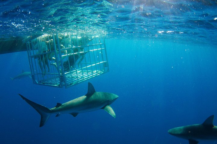 Shark Cage Diving on the North Shore of Oahu, photo 4 of 7