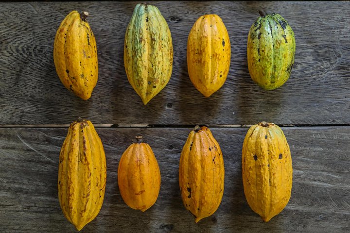 Kamananui Cacao Orchard Tour, photo 5 of 6