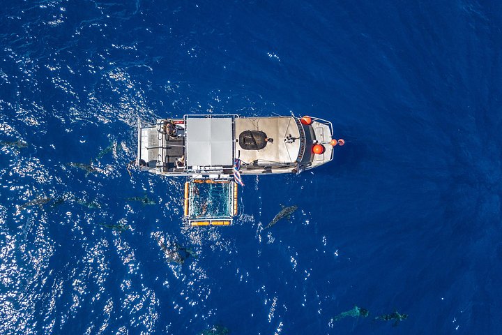 Shark Cage Diving on the North Shore of Oahu, photo 3 of 7