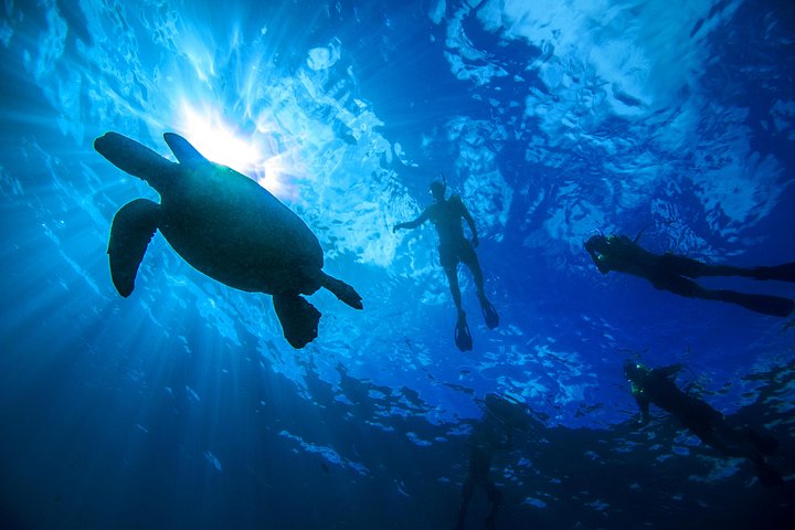 Waikiki Turtle Canyon Guided Snorkel: Turtle Guarantee, photo 6 of 10