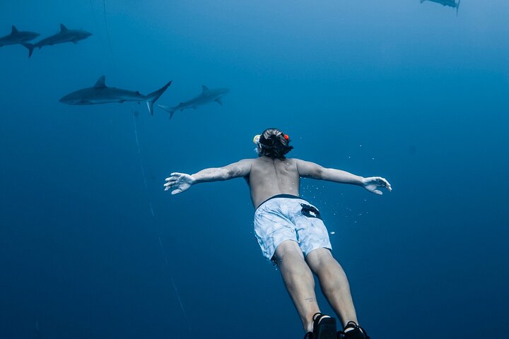Oahu Open Water Shark Diving Experience, photo 6 of 10