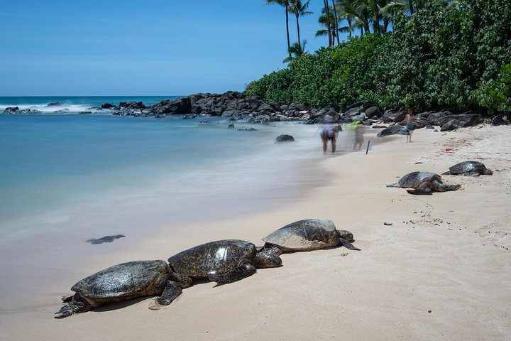 Oahu Sunrise and Circle Island Adventure, photo 9 of 10