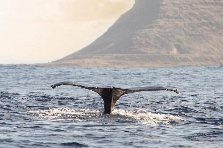 Wild Dolphin Watching and Snorkel Safari off the West Coast of Oahu, photo 8 of 10